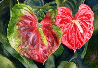 anthurium pair painted in watercolor from a photo taken in Kauai, floral