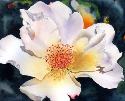 single petal rose, old fashioned rose, white rose, watercolor, floral