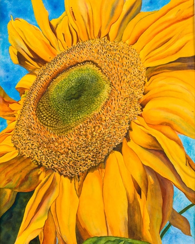 sunflower painted in watercolor, painted from photo taken with my students in the garden at Soquel HIgh School, watercolor, floral