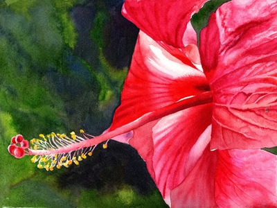 hibiscus, red hibiscus, watercolor, floral, Kauai Hibiscus