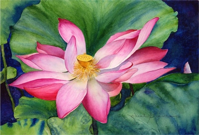 Pink lotus blossom, watercolor, floral