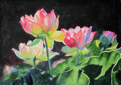 pink lotus blossoms, watercolor, floral, contrasting background