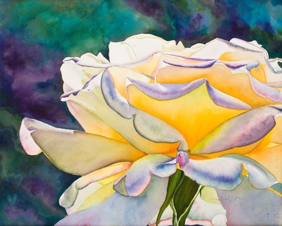 peace rose painted in watercolor, wet into wet background of contrasting colors, floral