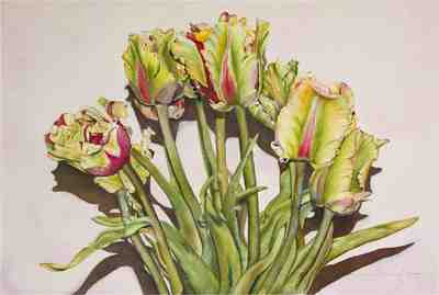 tulips from the Skaggit Valley, painted in watercolor, parrot tulips, floral