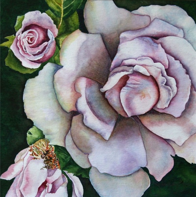 stages of life painting, roses, lavender roses, watercolor, floral