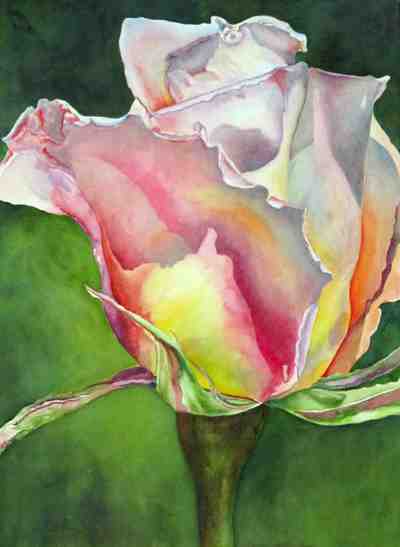 peace rose bud, painted in watercolor, floral