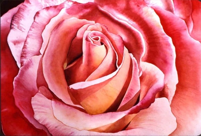 close up rose, red, pink, yellow watercolor rose, large rose close up painting, floral