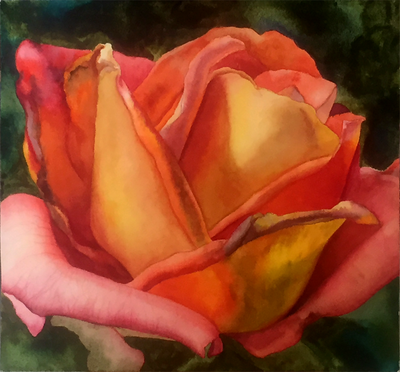 Yellow, orange, pink and red rose, tea hybrid, watercolor, floral