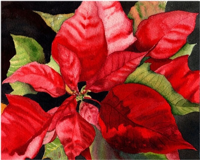 red poinsettias, Christmas flowers, floral, watercolor