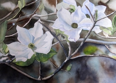white dogwood from Yosemite National Park, watercolor floral